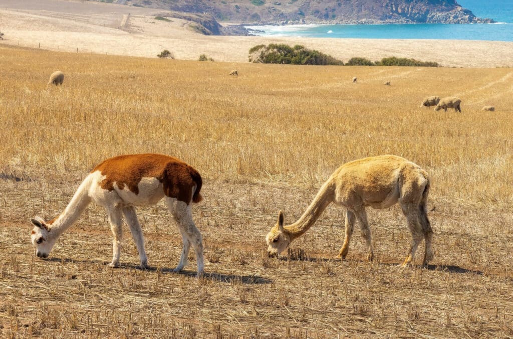 Victor Harbor Alpaca Farm-Victor-Harbor-credit-Michael-Waterhouse-Photography