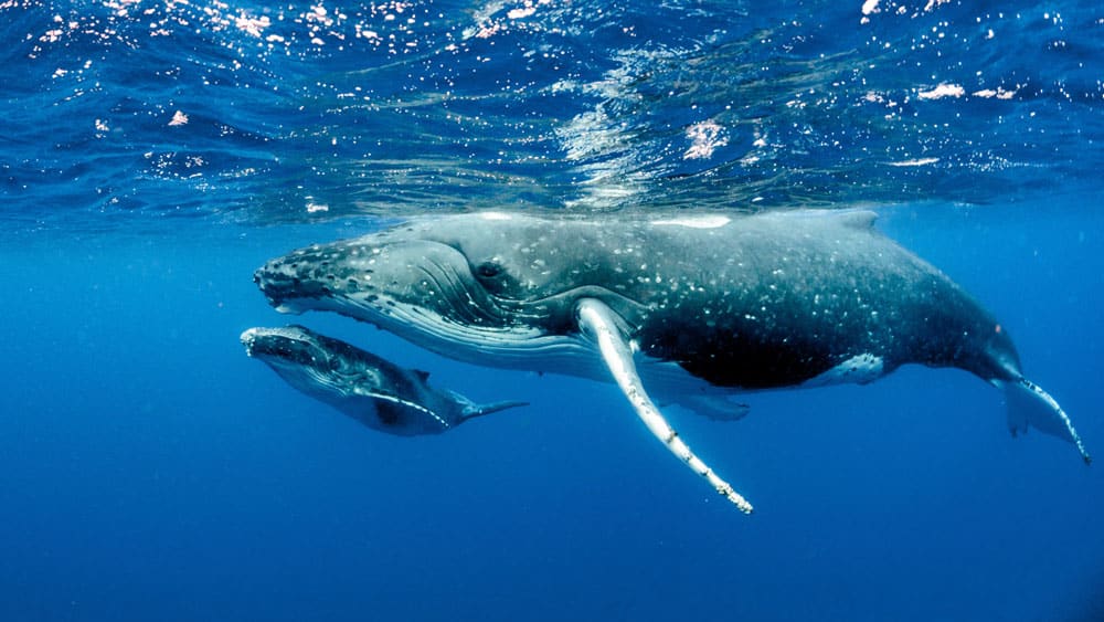 Spring time whale watching - Southern Migration